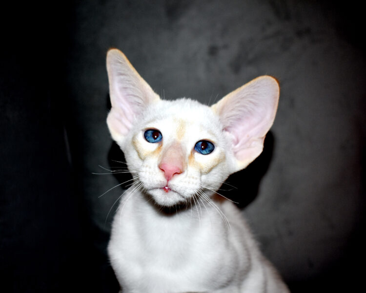 Red Point Siamese male kitten for sale 12-week-old