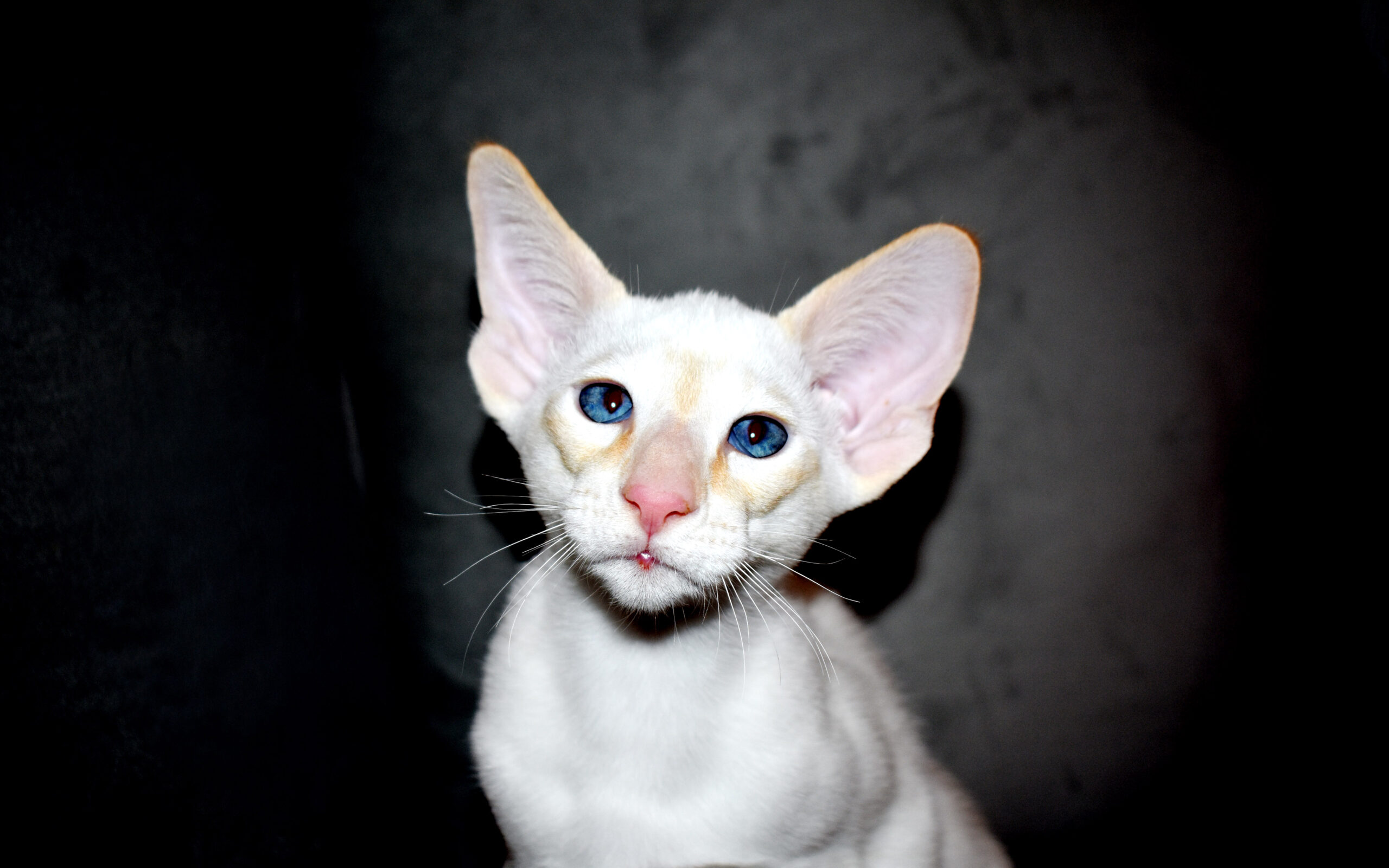 Red Point Siamese male kitten for sale 12-week-old