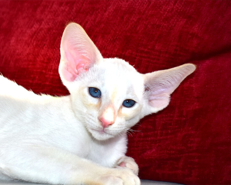 Mango Red Point Siamese Male kitten for sale