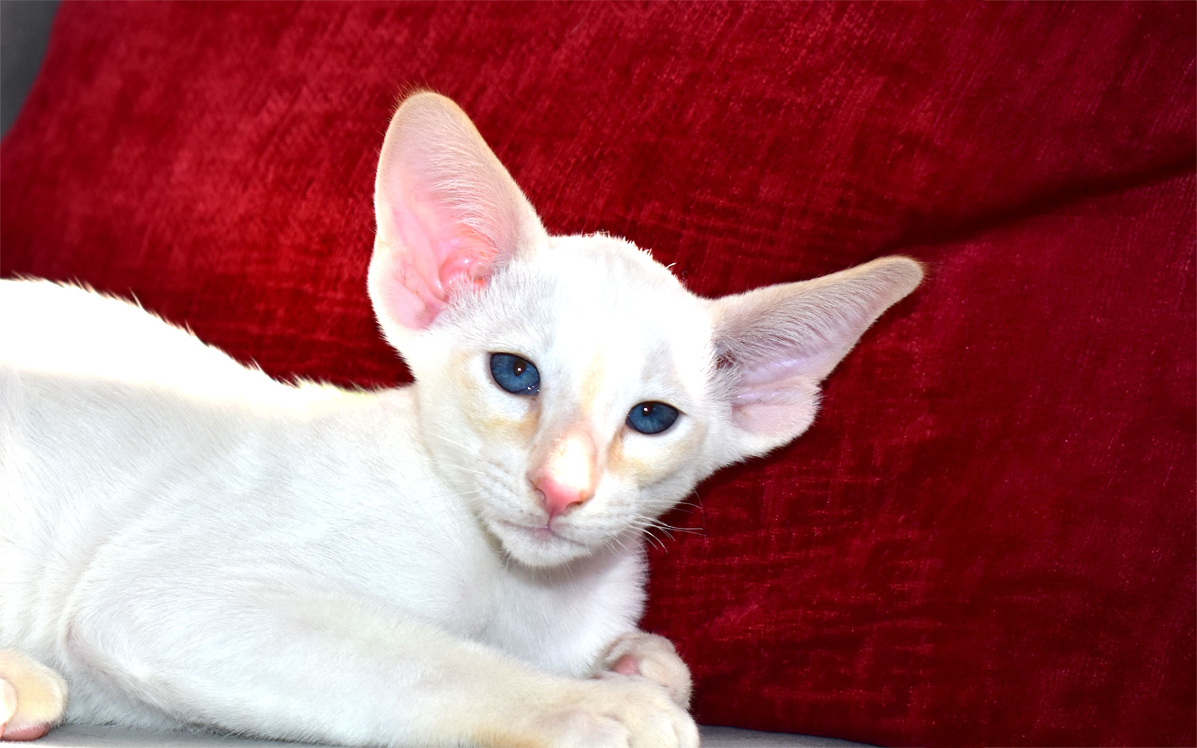 Red Point Siamese male kitten for sale 9-week-old