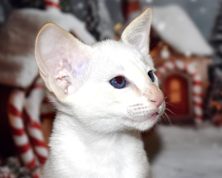 Mango Red Point Siamese Male kitten for sale