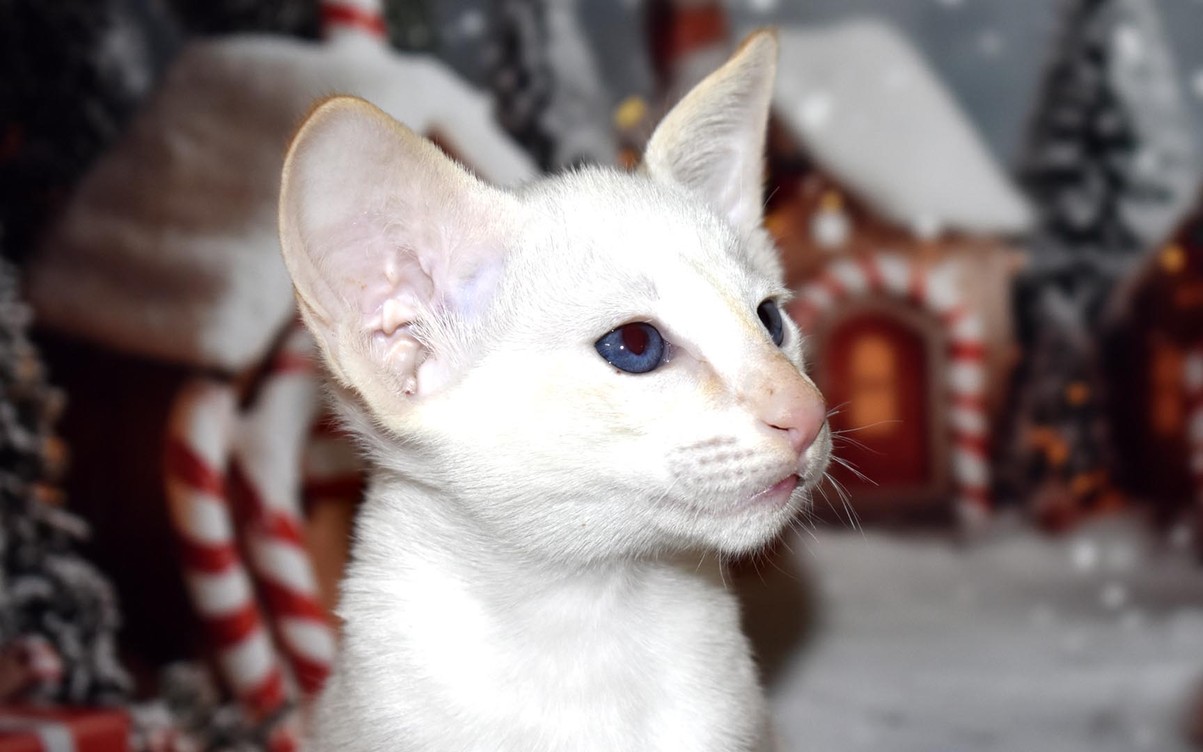 Red Point Siamese male kitten for sale 6-week-old