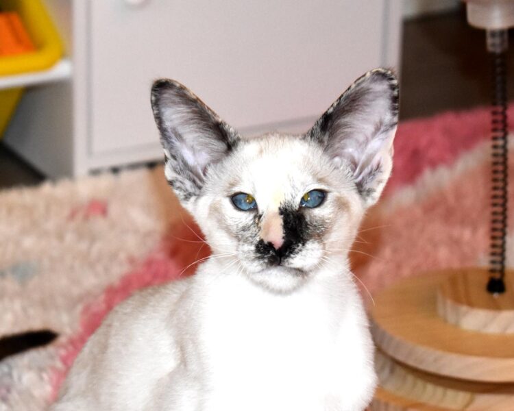 Rowan Tortie Seal Point Siamese Female kitten for sale