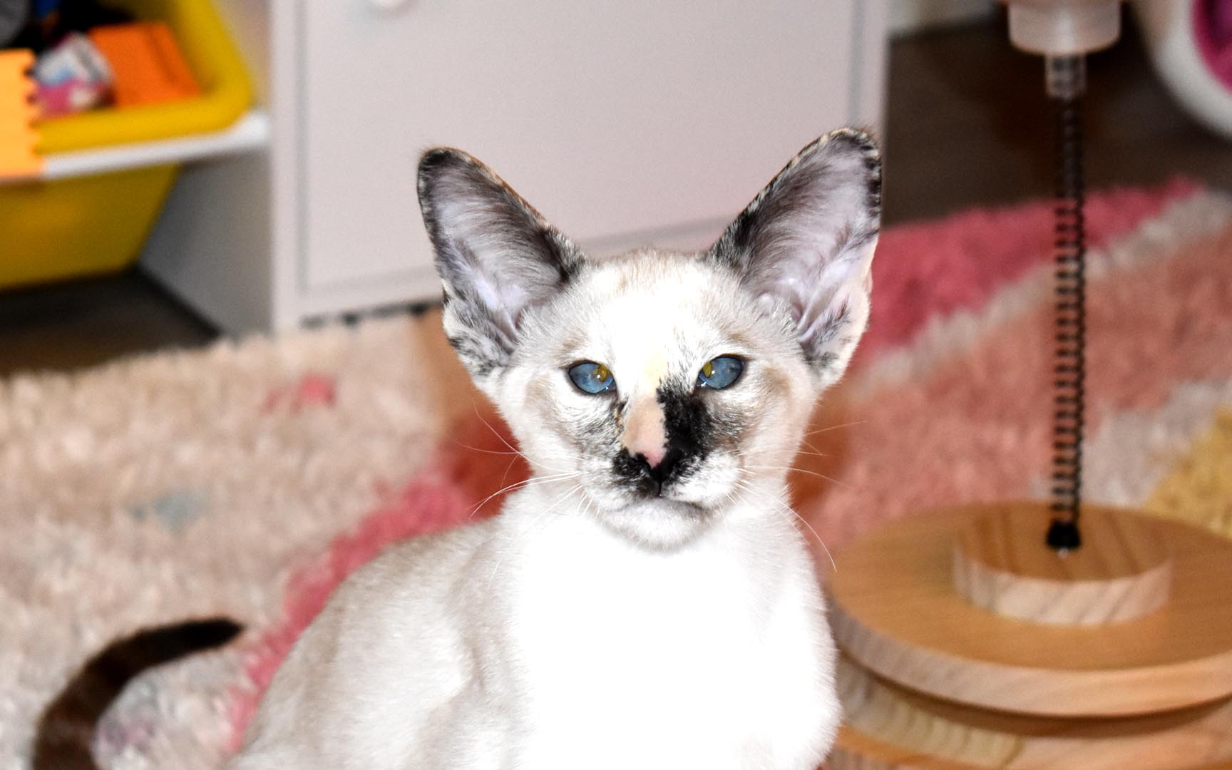 Female 12-week-old Siamese kitten for adoption