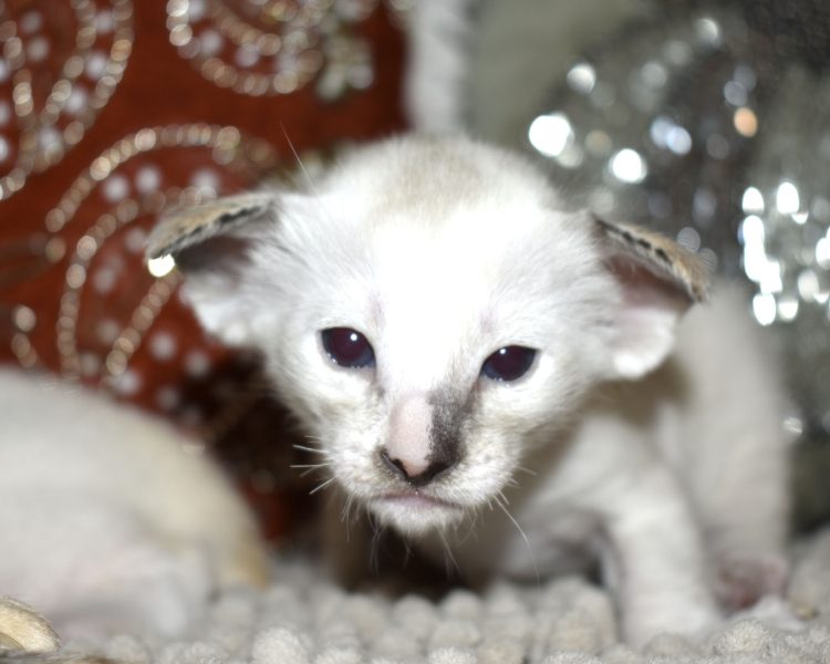 Siamese kitten for adoption