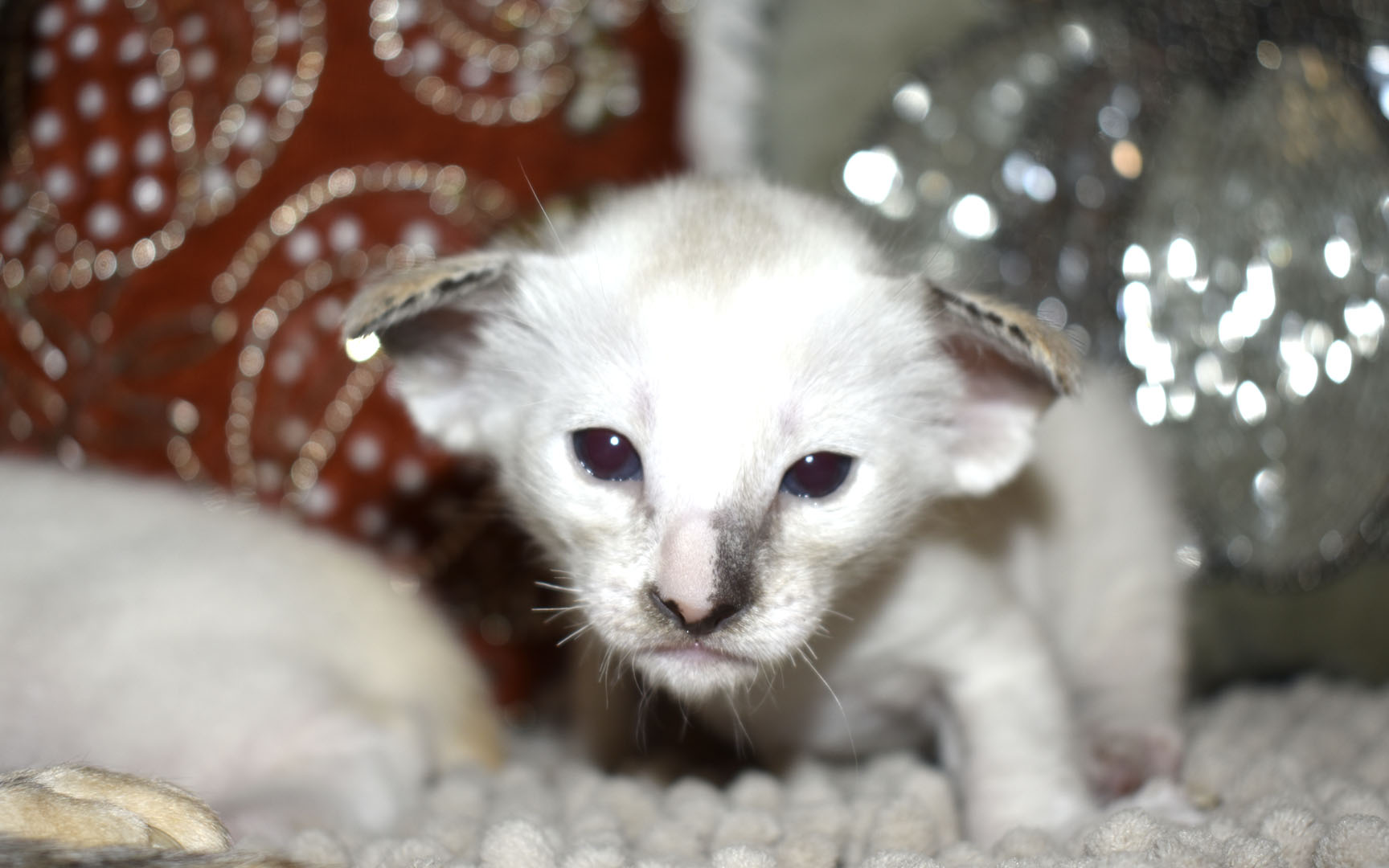 Siamese kitten for adoption