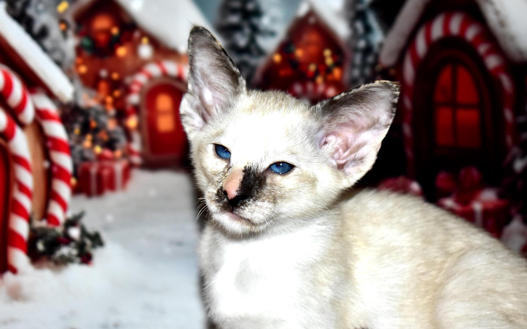 Female 6-week-old Siamese kitten for adoption