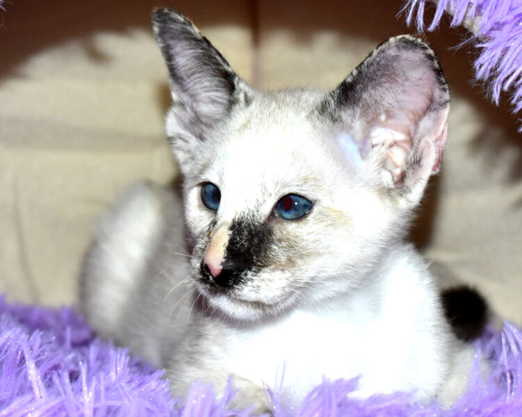 Crumble Tortie Seal Point Siamese Female kitten for sale