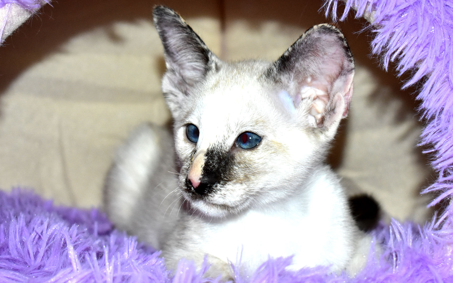 Female 9-week-old Siamese kitten for adoption