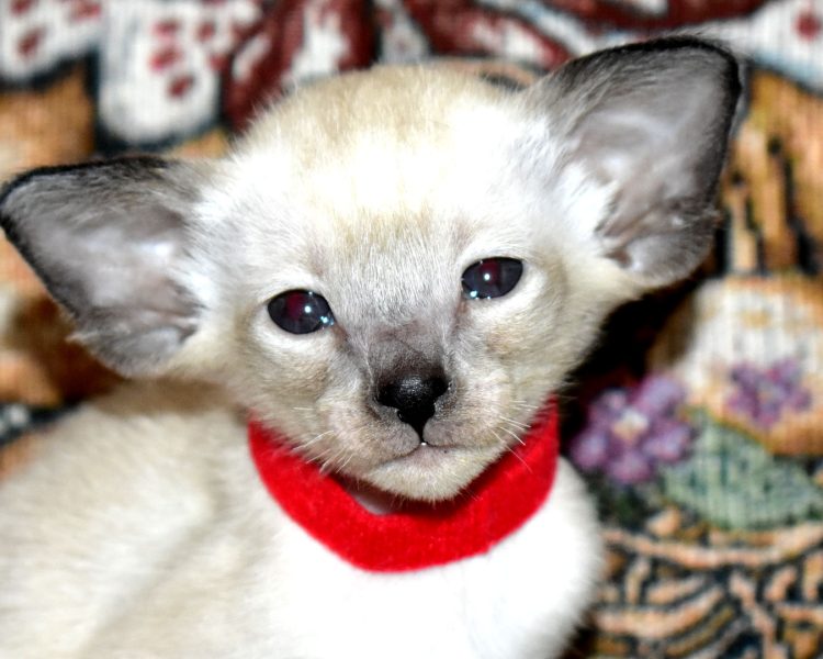 Siamese kitten Seal Point