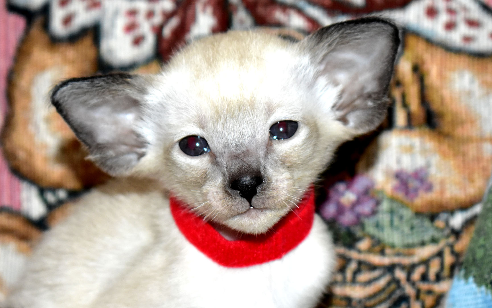 Siamese kitten Seal Point