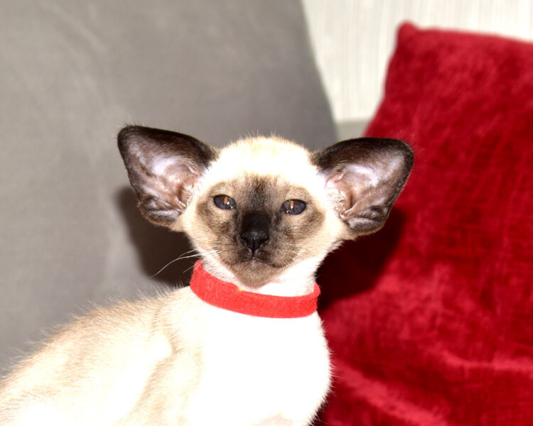 Scout Seal Point Siamese Male kitten for sale