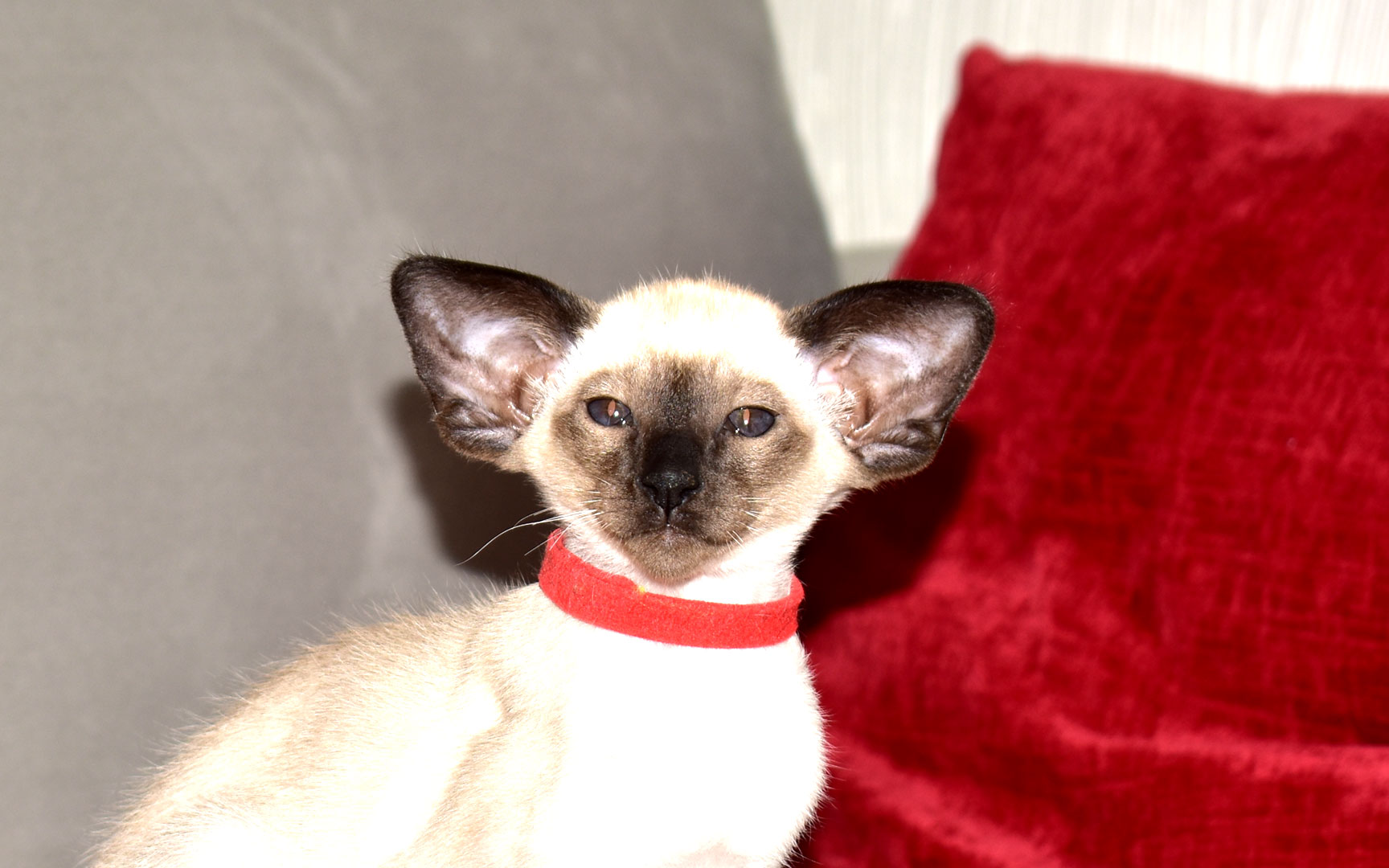 Siamese kitten for sale Seal Point