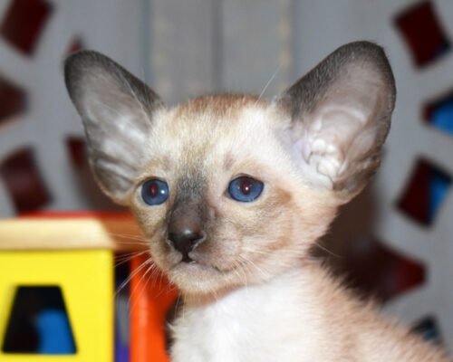 Shiro Seal-point Siamese Male kitten for sale