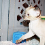 Shiro Seal-point Siamese kitten