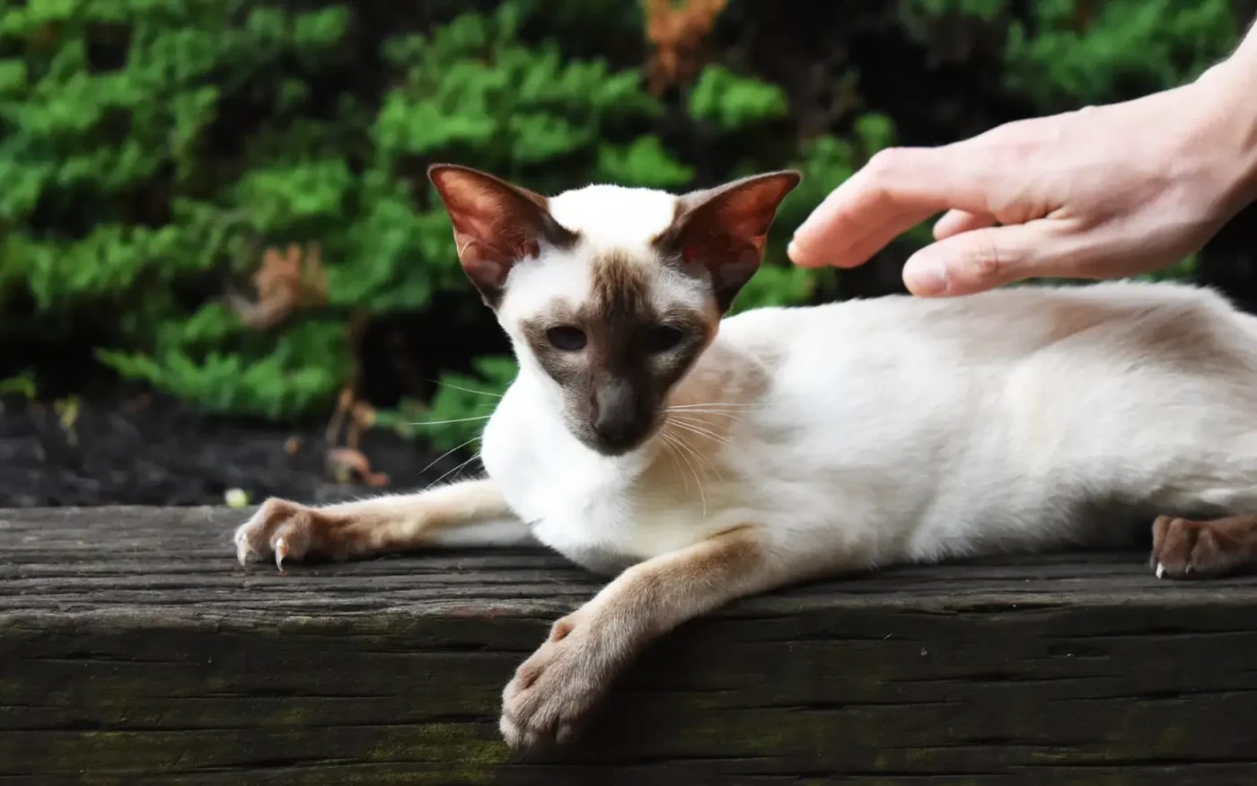 Siamese cat being stroked by a human hand