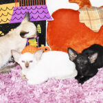 Lilo Black Siamese kitten