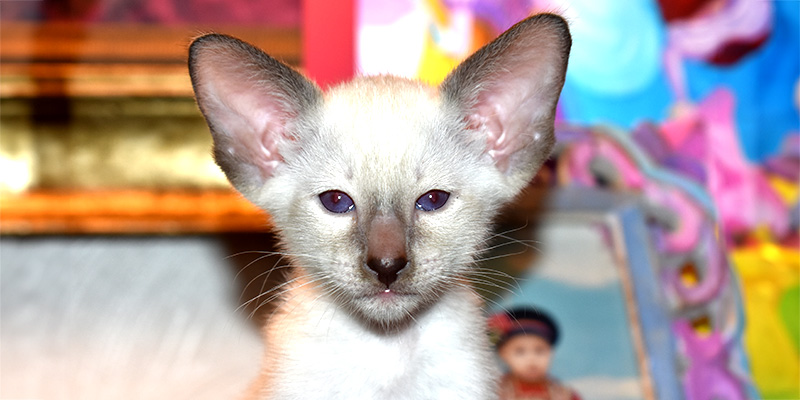 Siamese kitten Available for adoption