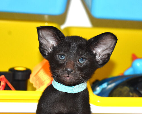 Maegor Targaryen Black Oriental shorthair Male kitten for sale