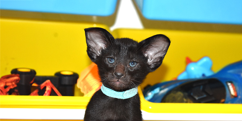 Black Oriental Shorthair- kitten for sale