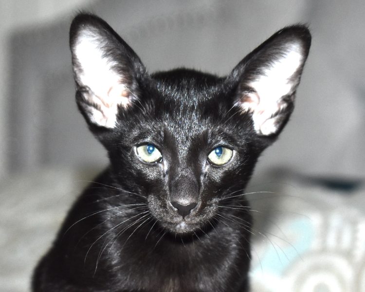Sisi Black Oriental shorthair Female kitten for sale