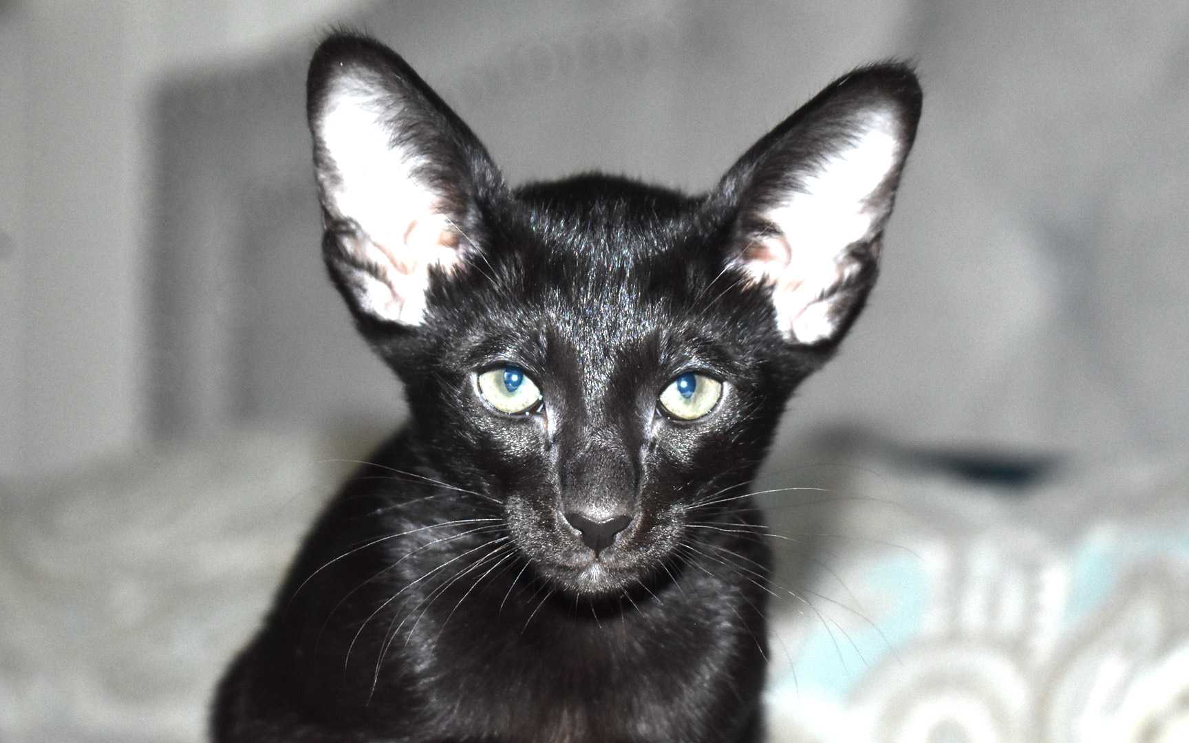 Black Oriental Shorthair 7-week-old female kitten