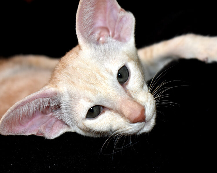 Taurus Red Marbled Tabby Oriental shorthair Male kitten for sale