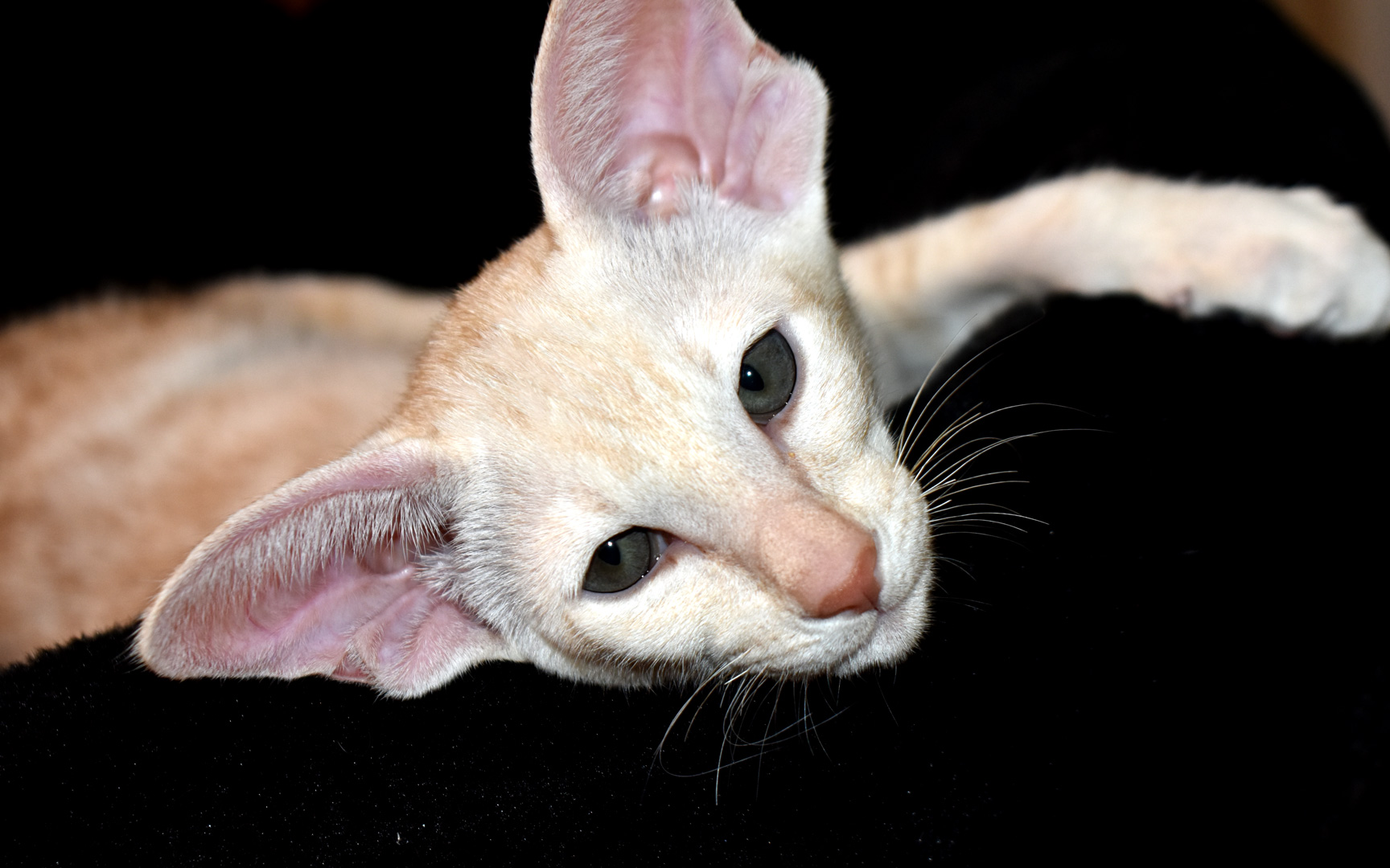 Oriental Shorthair kitten for sale