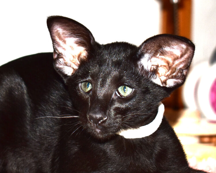 Black Oriental Shorthair kitten for sale