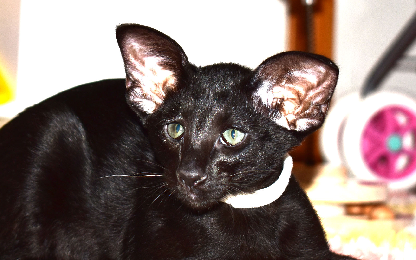 Black Oriental Shorthair kitten for sale