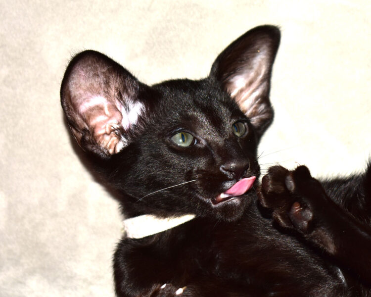 Thunder Black Oriental shorthair Male kitten for sale