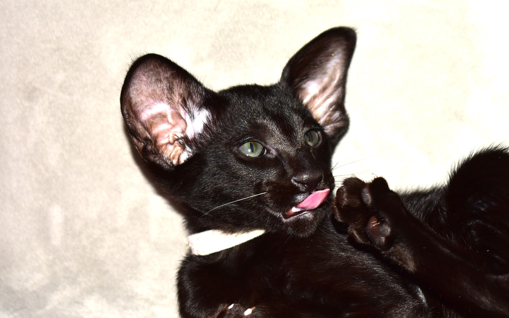 Black Oriental Shorthair kitten for sale