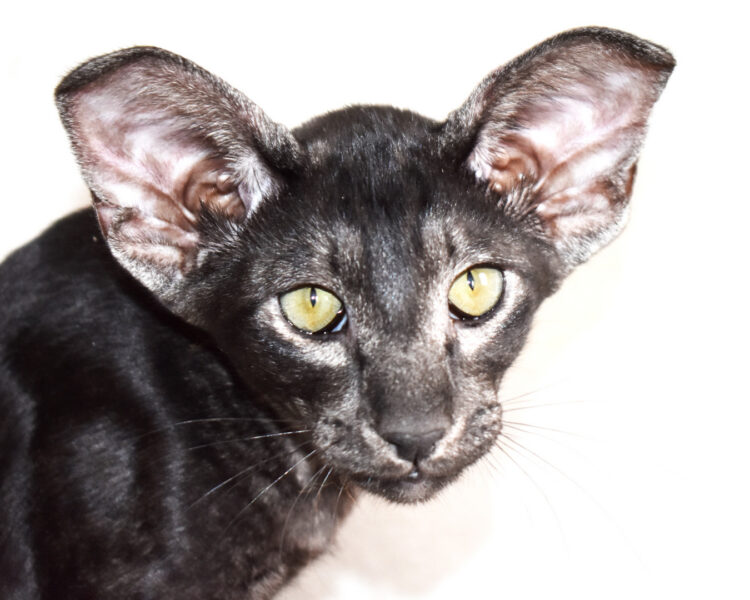 Oisín a.k.a. Tigris Black Smoke Oriental shorthair Male kitten for sale