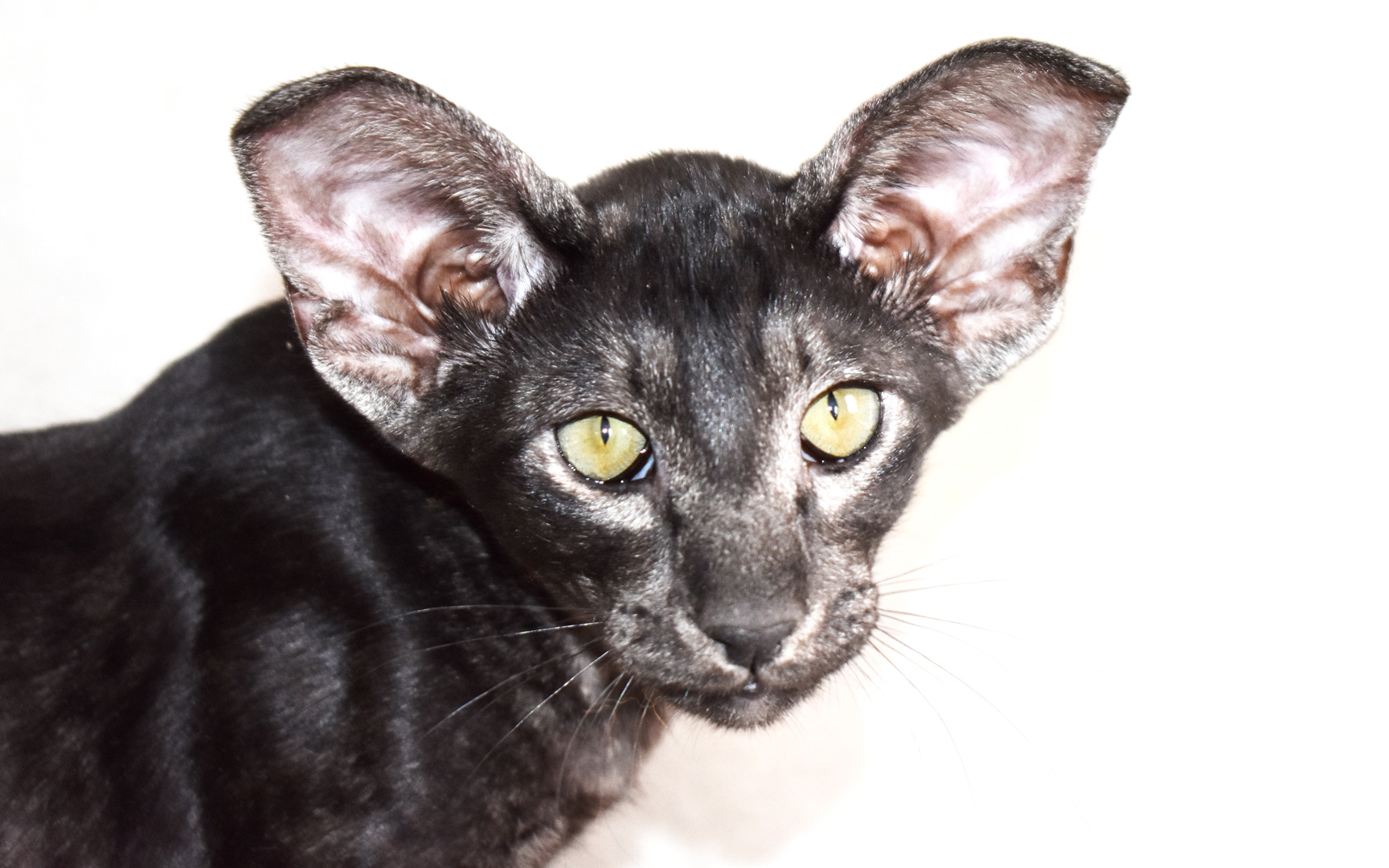Black smoke oriental-shorthair kitten male for sale