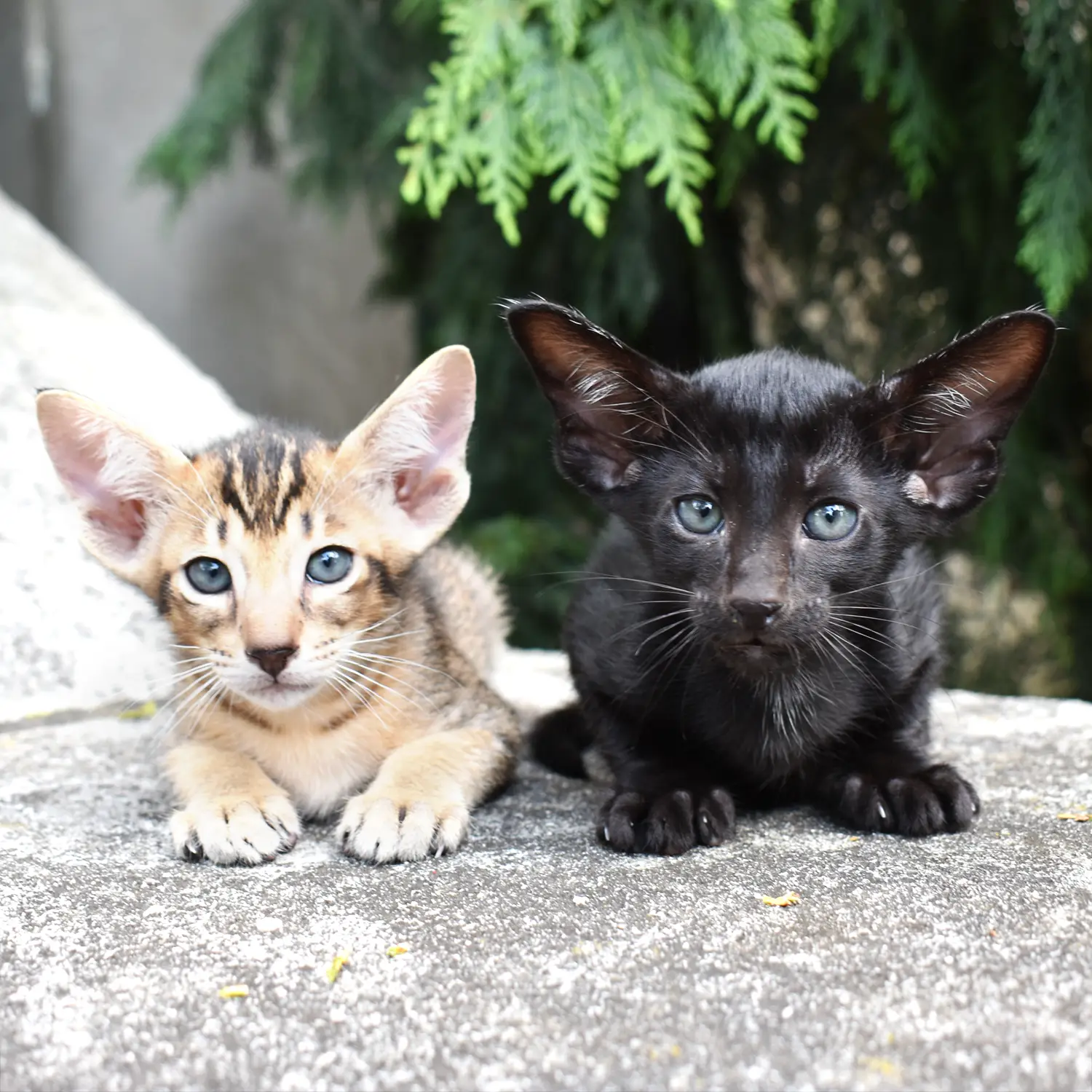 Two Oriental Shorthair kittens of black and tabby colors