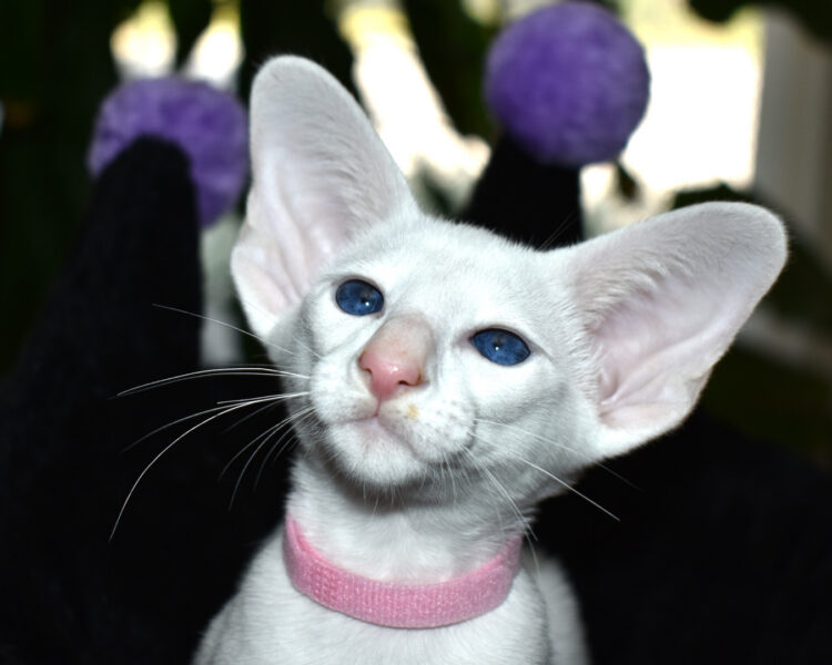 Minifig aka Valentina White with Blue Eyes Oriental shorthair Female kitten for sale