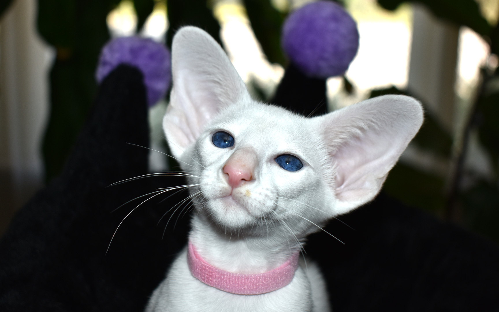White female Oriental kitten for sale