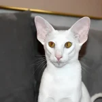 White Oriental Shorthair Cat Queen of Cat Aristocrat cattery