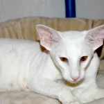 White Oriental Shorthair Cat Queen of Cat Aristocrat cattery is lying on an armchair