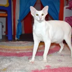 White with green eyes Oriental Shorthair Cat Queen of Cat Aristocrat cattery is in a kid's room