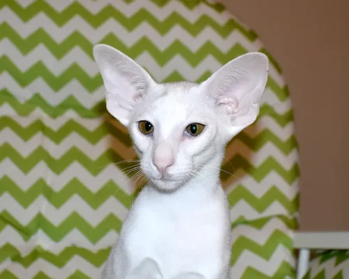 White with green eyes Oriental Shorthair Cat Queen of Cat Aristocrat cattery is sitting on an arm chair