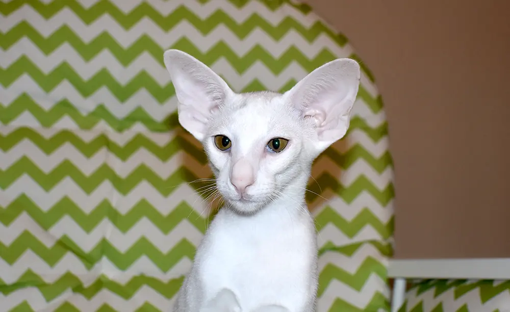 White with green eyes Oriental Shorthair Cat Queen of Cat Aristocrat cattery is sitting on an arm chair