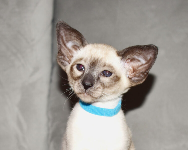 Zurich Seal Point Siamese Male kitten for sale