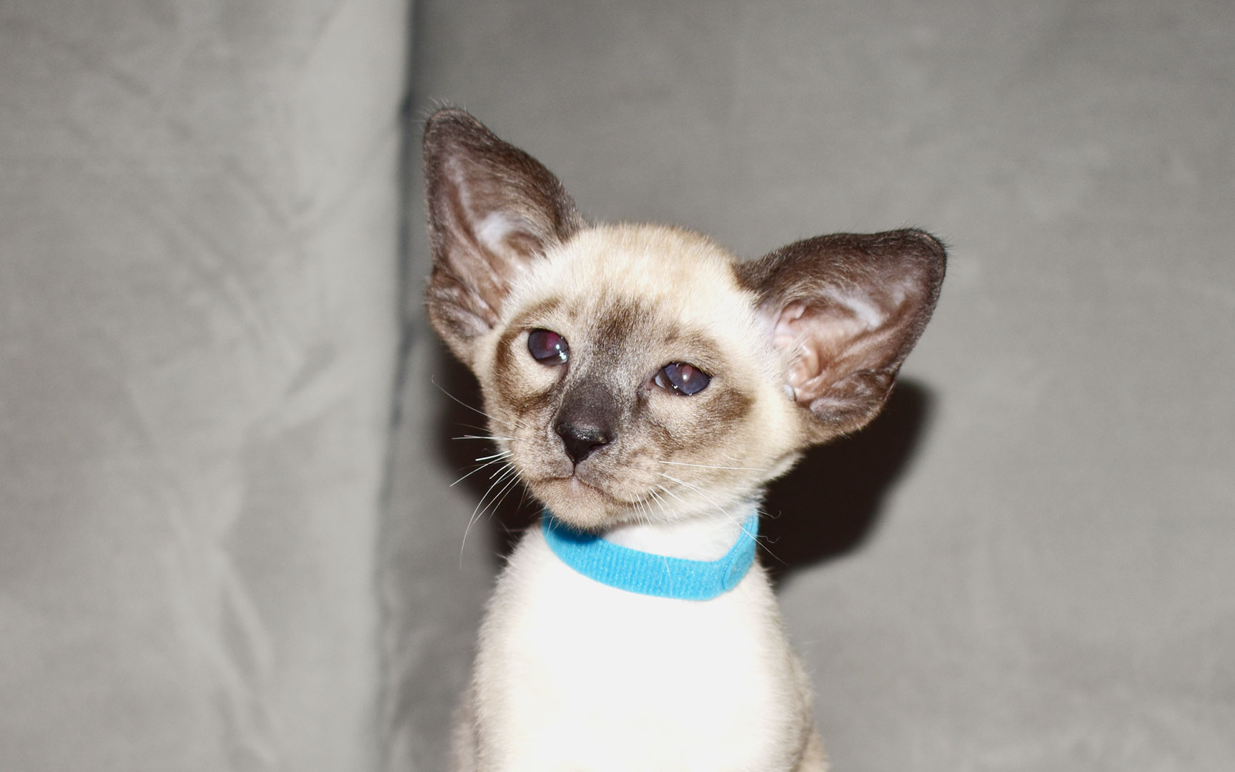 8-week-old Siamese kitten for sale