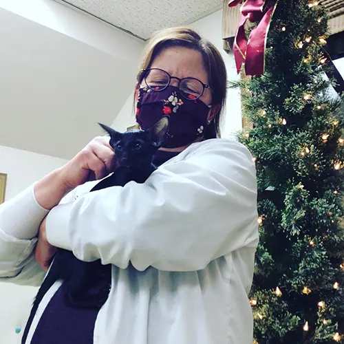A veterinarian holding a black Oriental Shorthair kitten adopted from Cataristocrat Cattery with a Christmas tree in the background