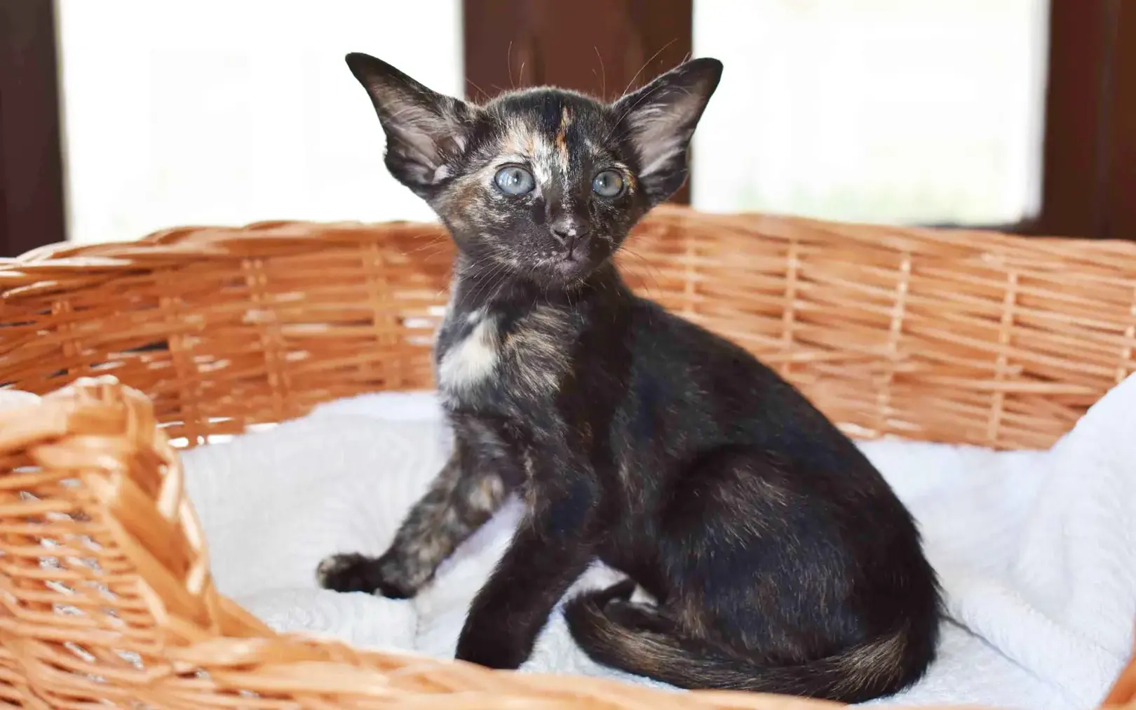 Black tortie Oriental Shorthair kitten in a basket