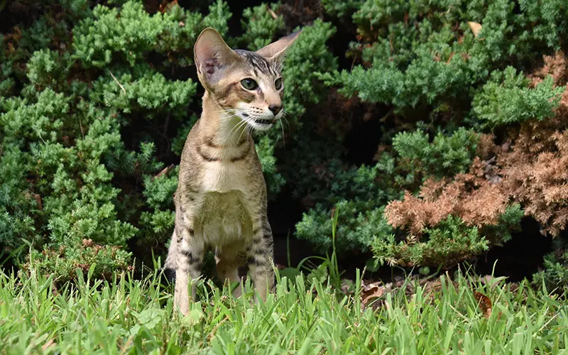 Brown (Black) Ticked Tabby Oriental Shorthair cat playing outside among green grass and trees at Cataristocrat Cattery