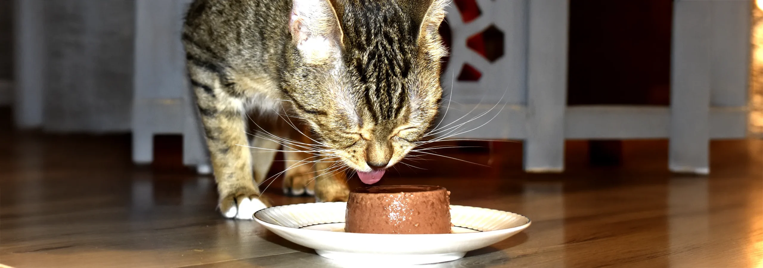 A young tabby cat eating wet food from a white plate. This image supports an article about choosing the best cat food and understanding the role of moisture, digestion, and individual food tolerance.