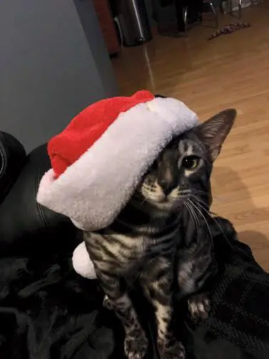 A cat from Cataristocrat Cattery wearing a red Santa Claus hat