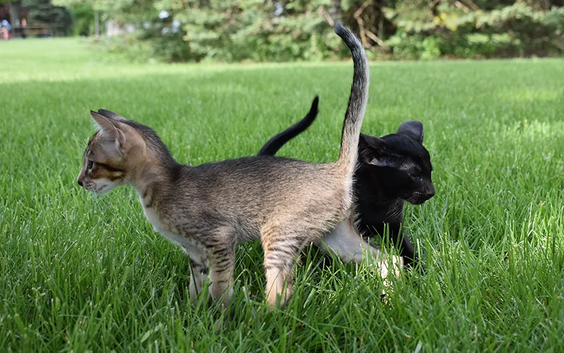Two adorable Oriental Shorthair kittens explore the lush green grass on a sunny day